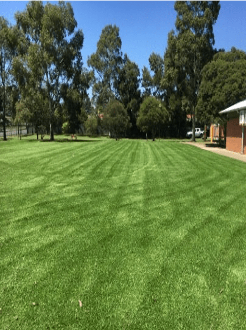 Eureka Kikuyu Green Life Turf Australia
